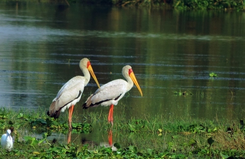 Yellow-billed Stork reference