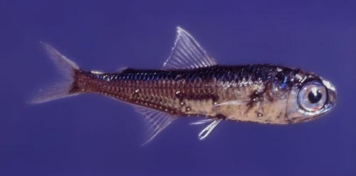 Lanternfish reference