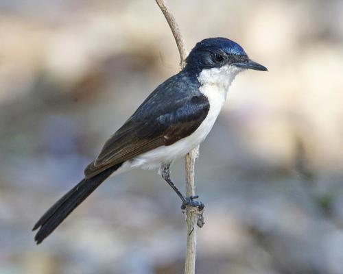 Restless Flycatcher reference