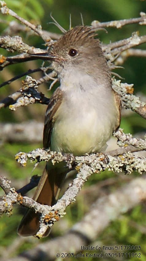 Ash-throated Flycatcher reference