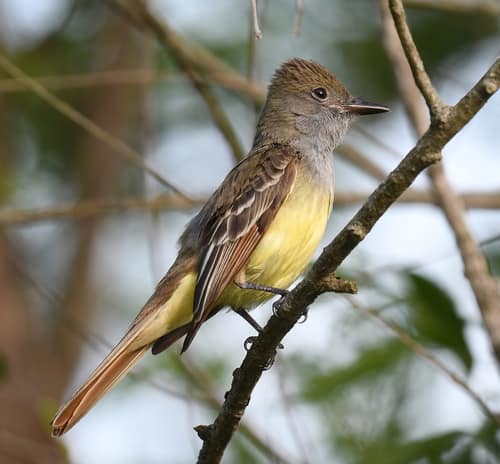 Great Crested Flycatcher reference