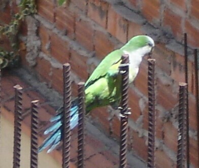 Cliff Parakeet reference