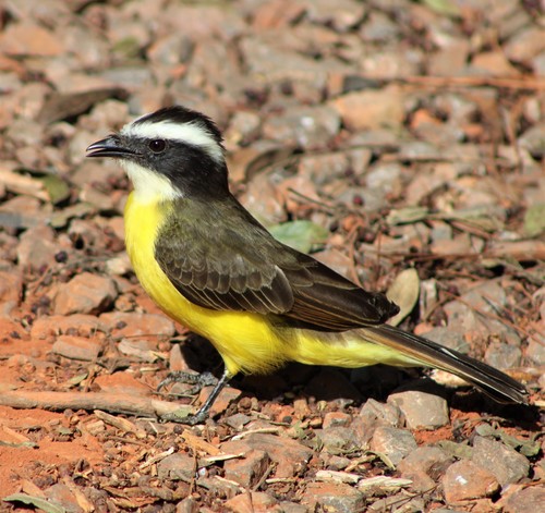 Rusty-margined Flycatcher reference