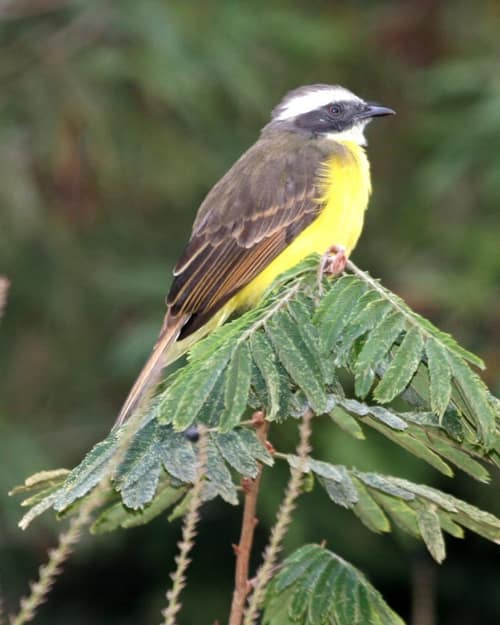 Social Flycatcher reference