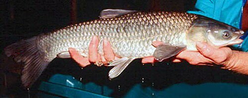 Black Carp reference