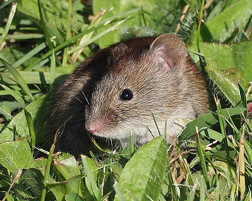Southern Red-Backed Vole reference