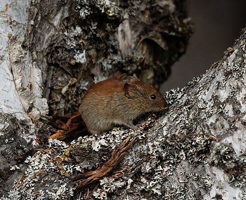Northern Red-backed Vole reference