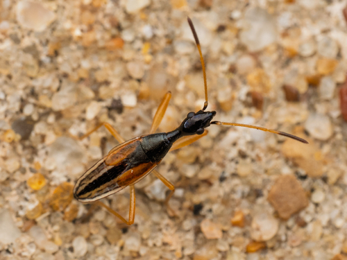Long-necked Seed Bug reference