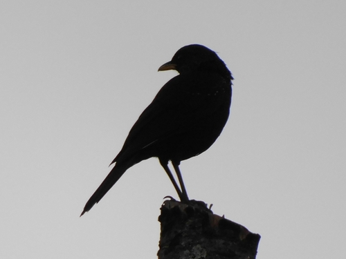 Blue Whistling Thrush reference