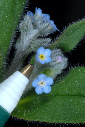 Field Forget-me-not reference