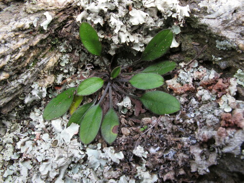 Southern Forget-me-not reference