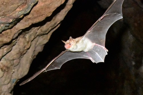 Lesser Mouse-Eared Bat reference
