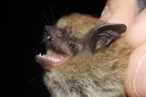 California Myotis reference