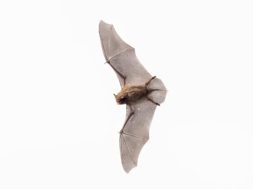 Daubenton's Bat reference