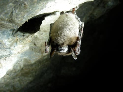 Little Brown Bat reference