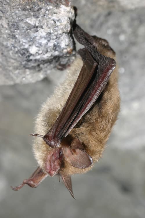 Northern Long-Eared Bat reference