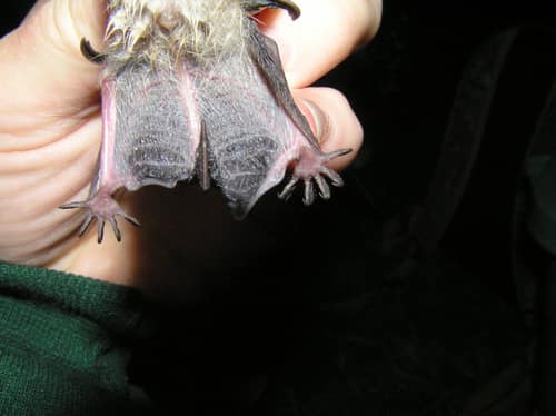 Indiana Bat reference