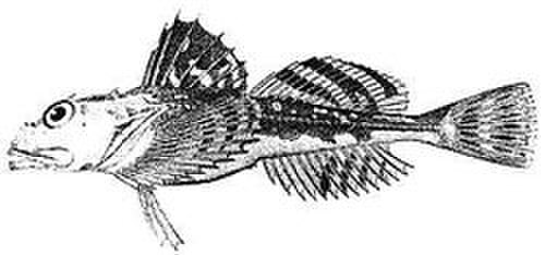 Longhorn Sculpin reference