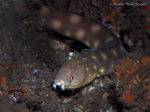 Sharptail Snake Eel reference