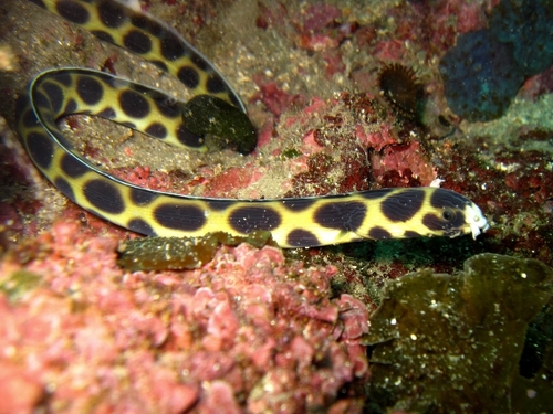 Spotted Snake Eel reference
