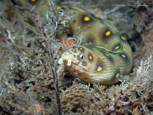 Goldspotted Eel reference
