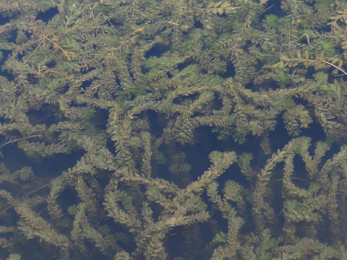 Eurasian Watermilfoil reference