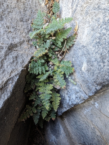 Coville's Lip Fern reference