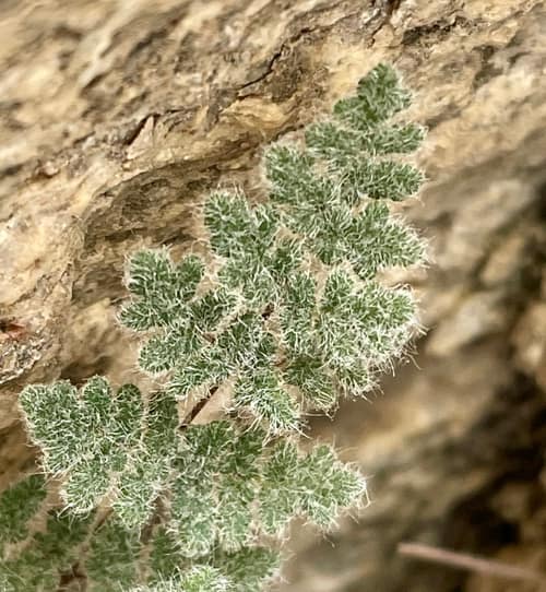Parry's Lip Fern reference