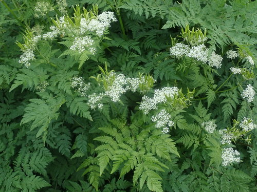 Sweet Chervil reference
