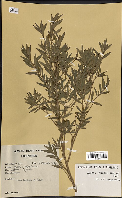 Sahara Myrtle reference