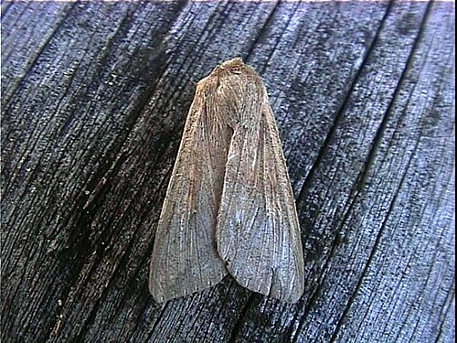 Northern Armyworm reference