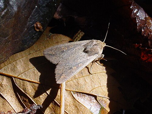 Armyworm Moth reference