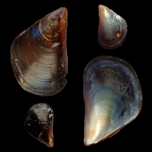 Mediterranean Mussel reference