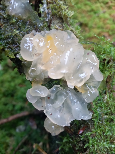 Crystal Brain Fungus reference