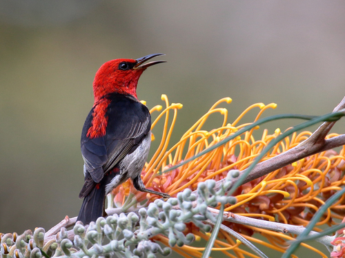 Scarlet Honeyeater reference