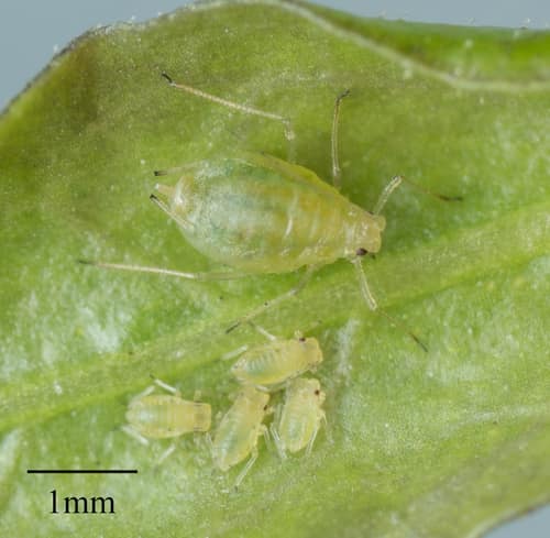 Green Peach Aphid reference
