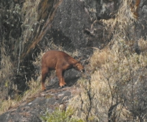 Red Goral reference