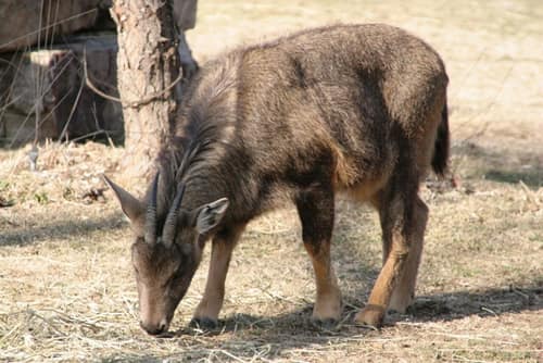 Long-tailed Goral reference