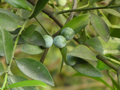 Asian Bayberry reference