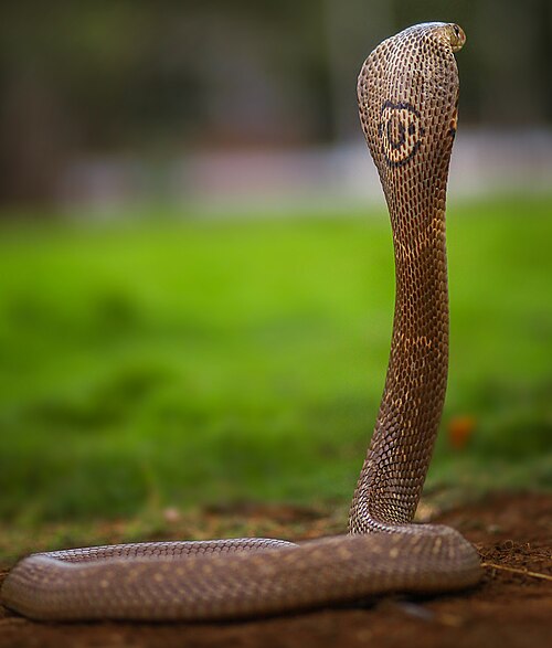 Monocled Cobra reference