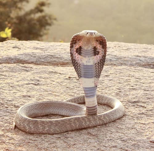 Indian Cobra reference