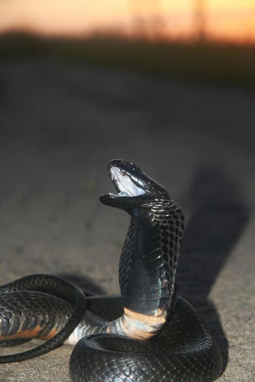 Black-necked Spitting Cobra reference