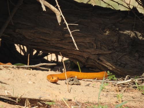 Cape Cobra reference
