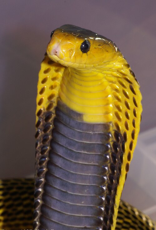 Samar Cobra reference