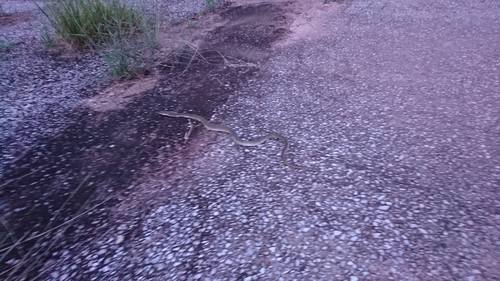 Indochinese Spitting Cobra reference