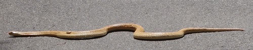 Equatorial Spitting Cobra reference