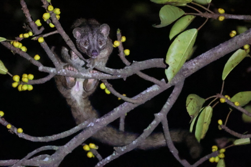 African Palm Civet reference
