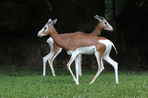 Dama Gazelle reference