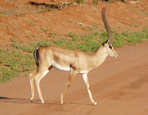 Grant's Gazelle reference