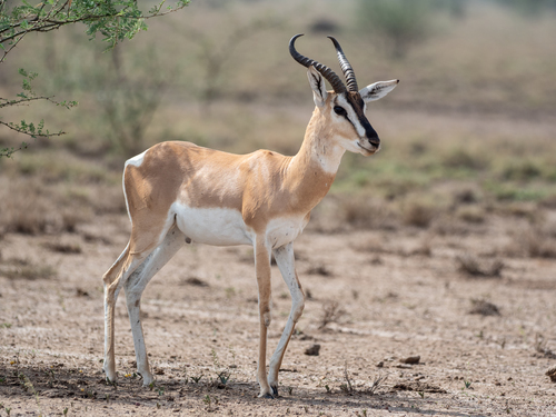Soemmerring's Gazelle reference